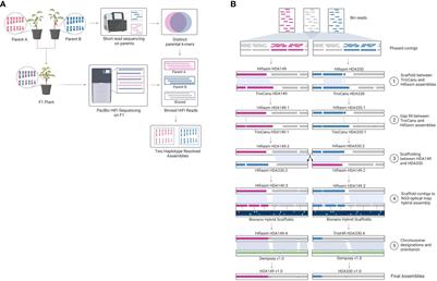 Representing true plant genomes: haplotype-resolved hybrid pepper genome with trio-binning